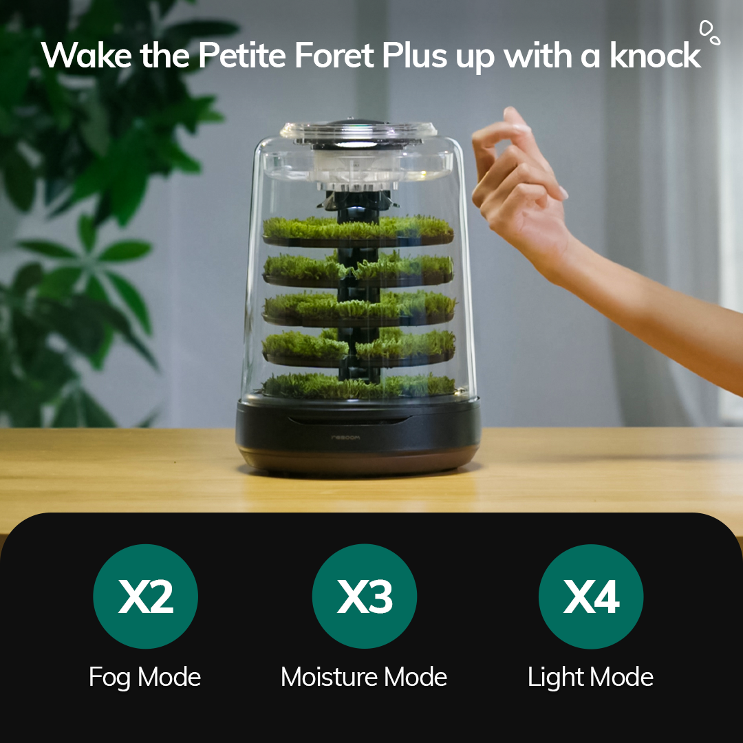 Petite Foret Plus